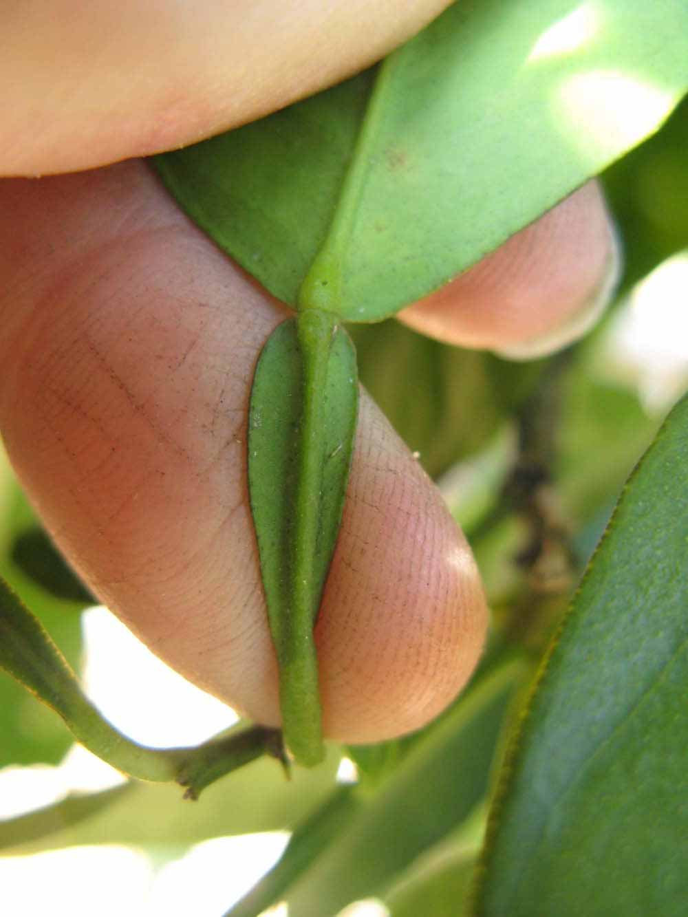              Petiole (Winter Haven, FL)       